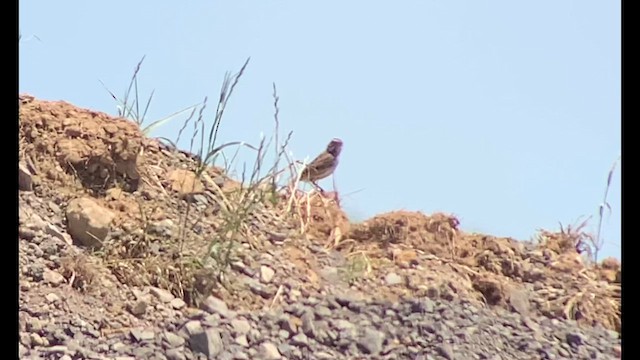 Savannah Sparrow - ML619930104