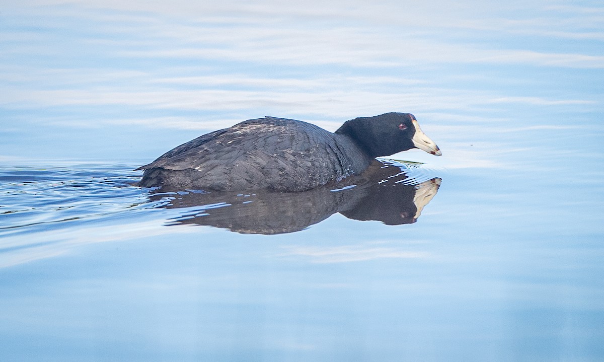 American Coot (Red-shielded) - ML619930111