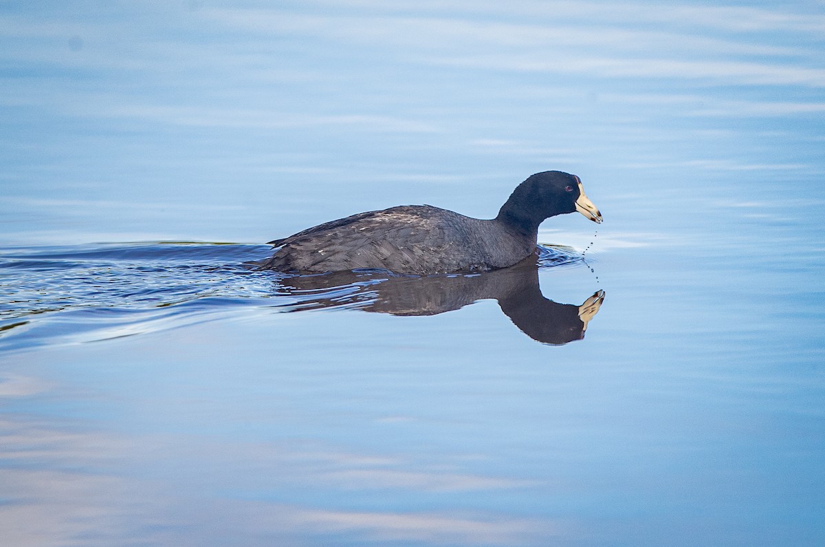 American Coot (Red-shielded) - ML619930121