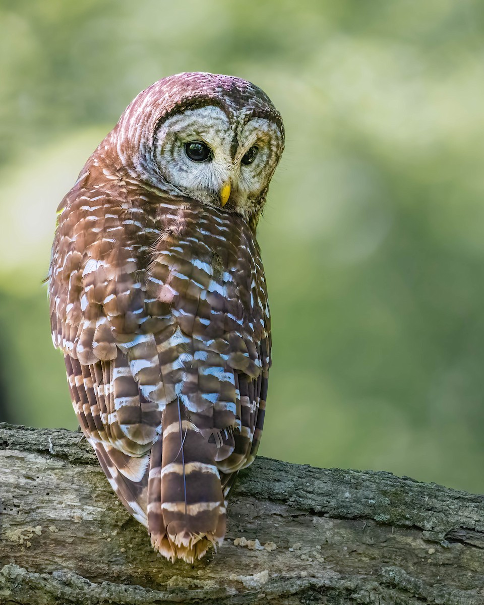 Barred Owl - ML619930122