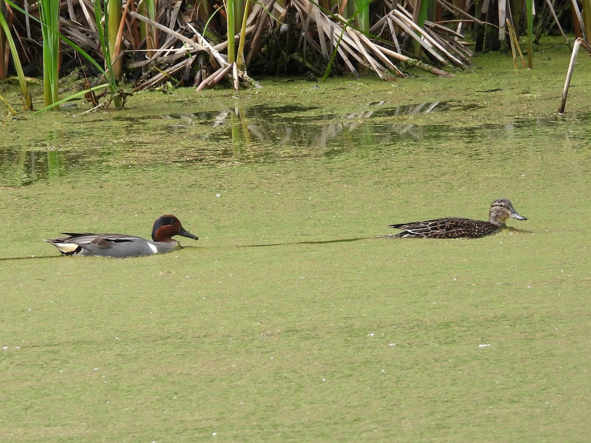 Green-winged Teal - ML619930123