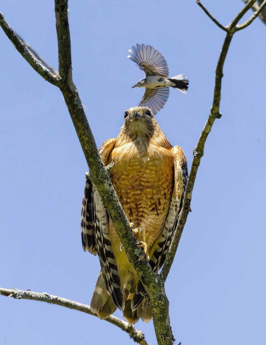 Red-shouldered Hawk - ML619930136