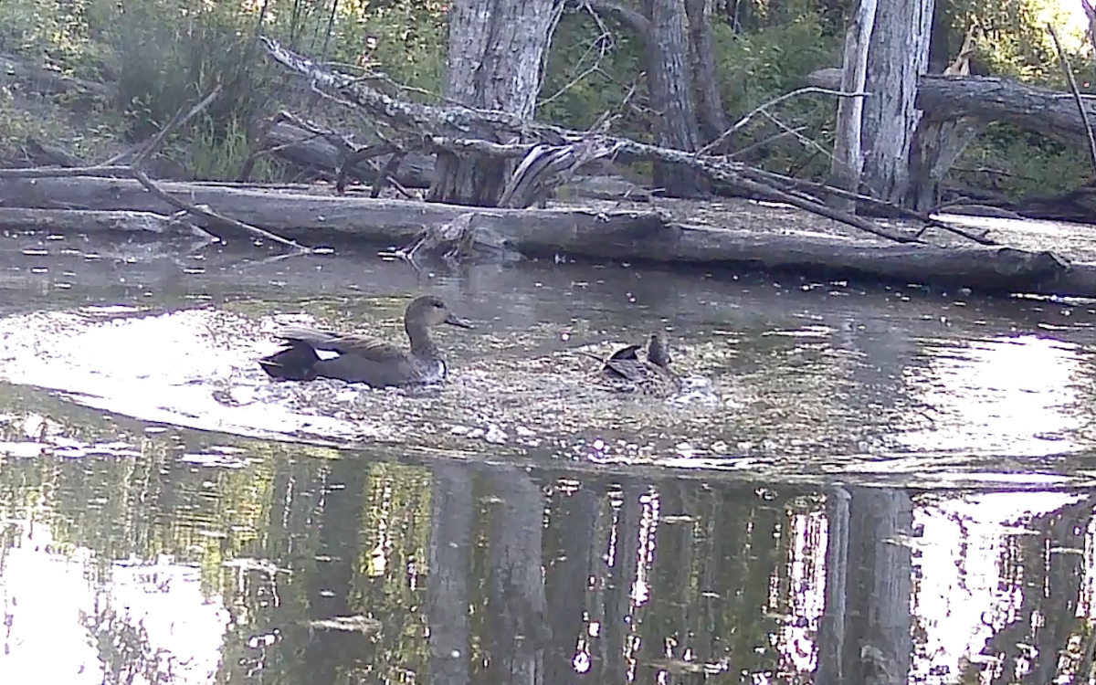 Gadwall - ML619930137