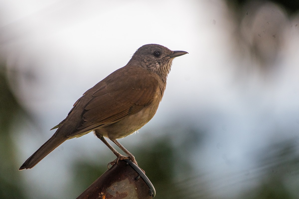 Pale-breasted Thrush - ML619930144