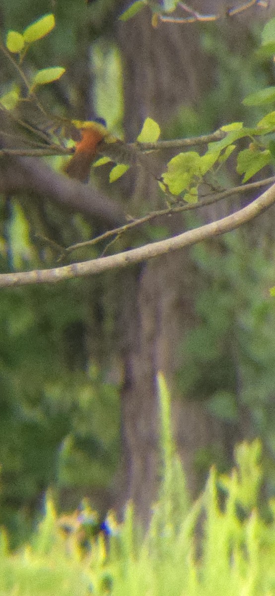 Painted Bunting - ML619930148