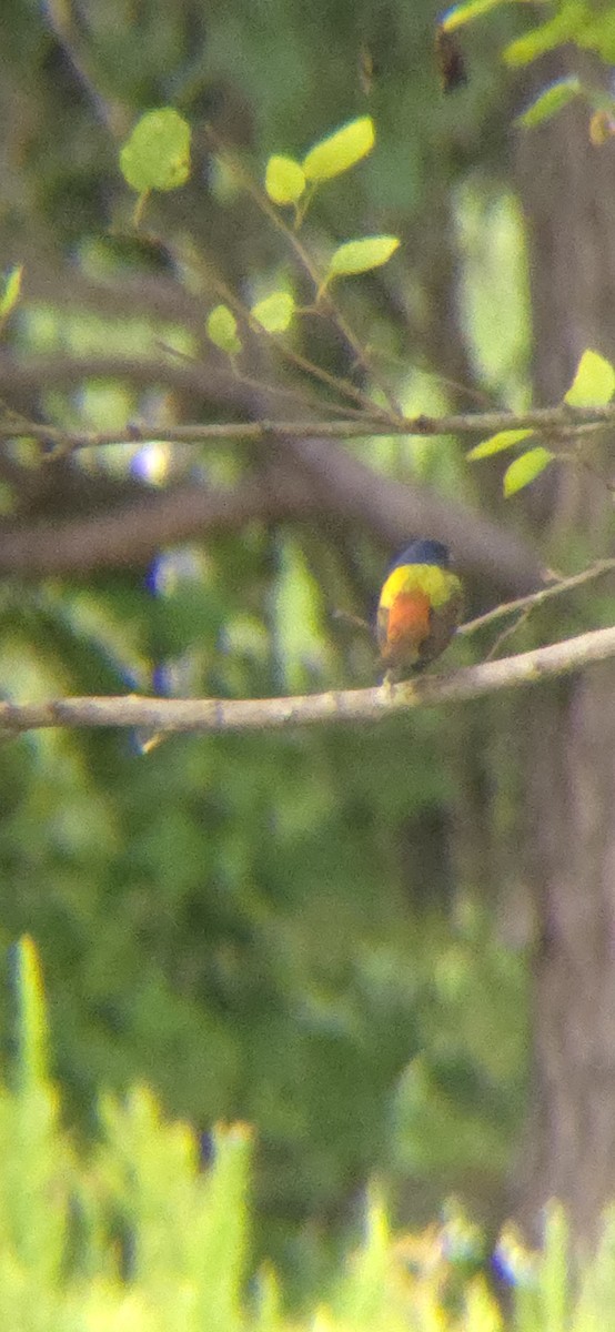 Painted Bunting - ML619930149