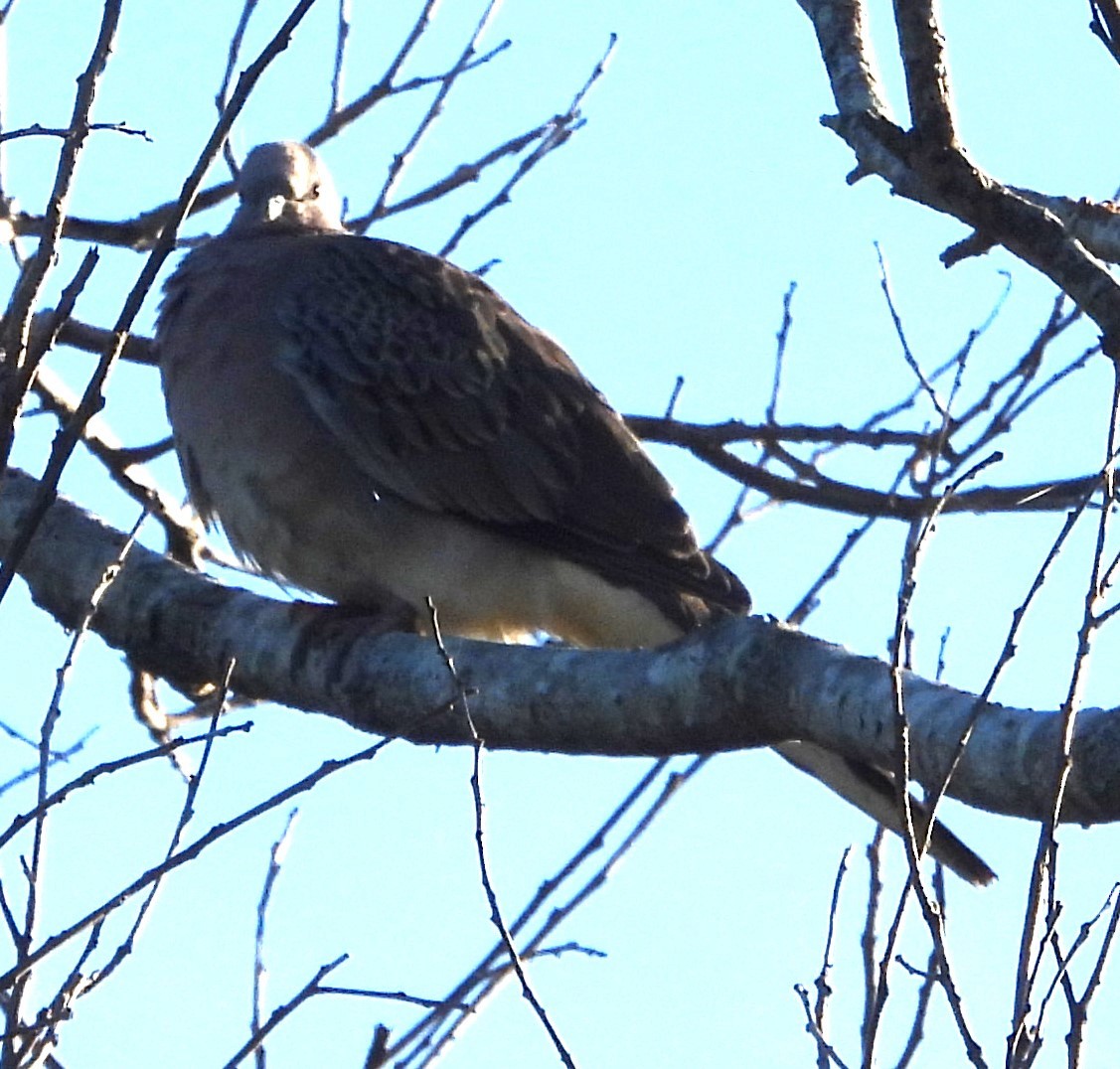 Spotted Dove - ML619930160