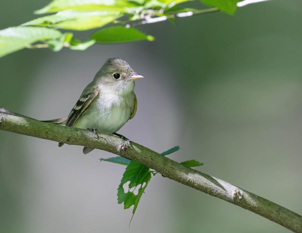 Acadian Flycatcher - ML619930162