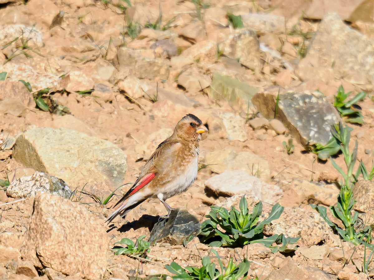 Crimson-winged Finch - ML619930167