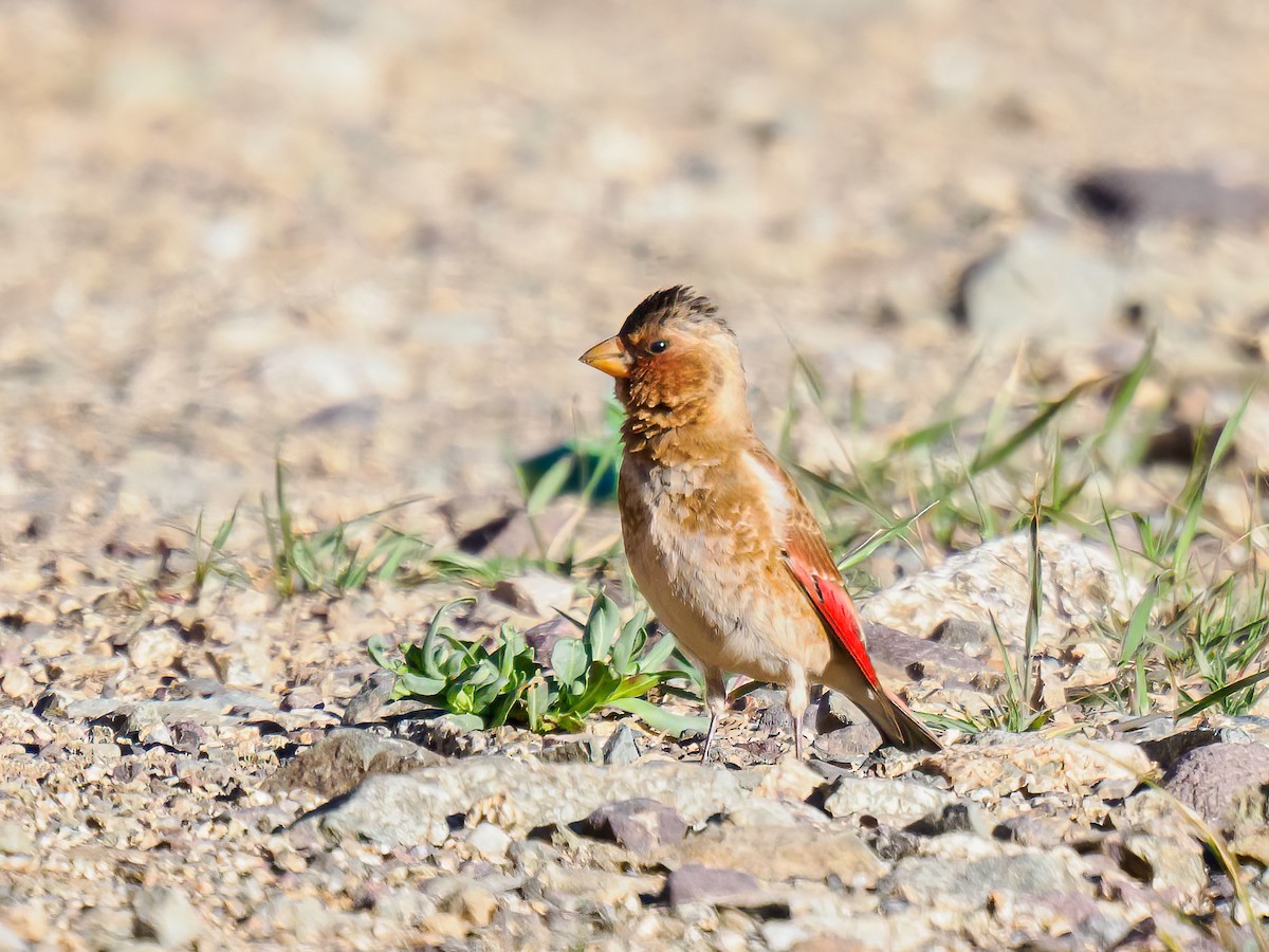Crimson-winged Finch - ML619930170