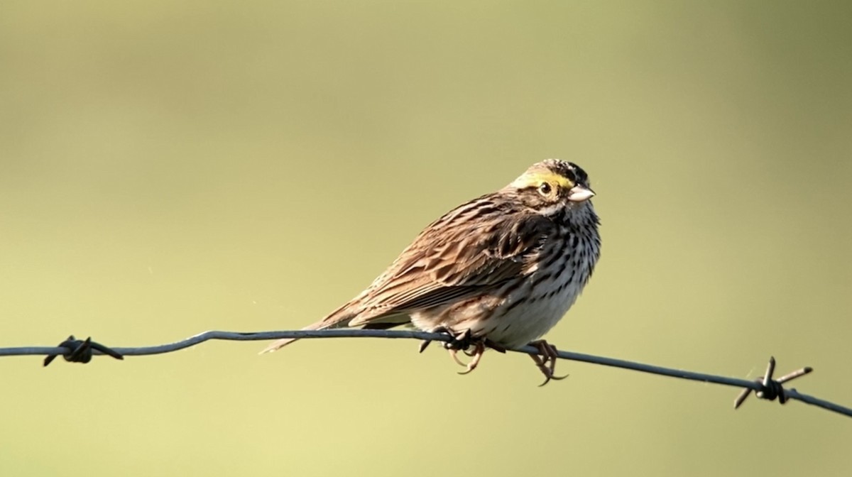 Savannah Sparrow - ML619930189