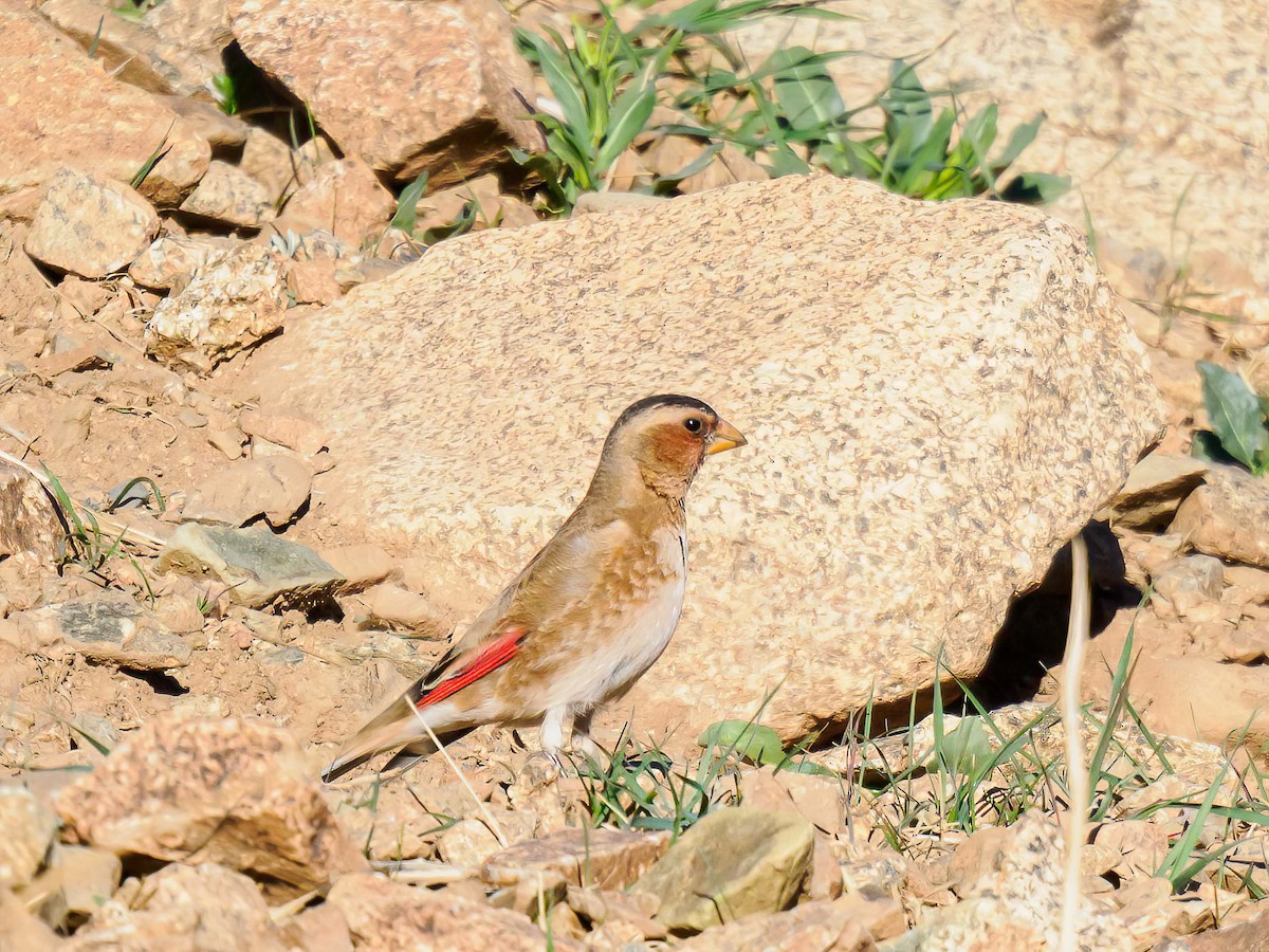 Crimson-winged Finch - ML619930190