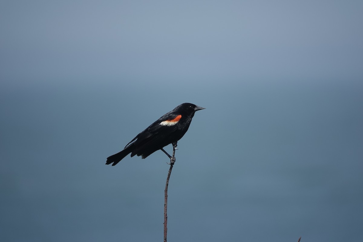 Red-winged Blackbird (Red-winged) - ML619930192