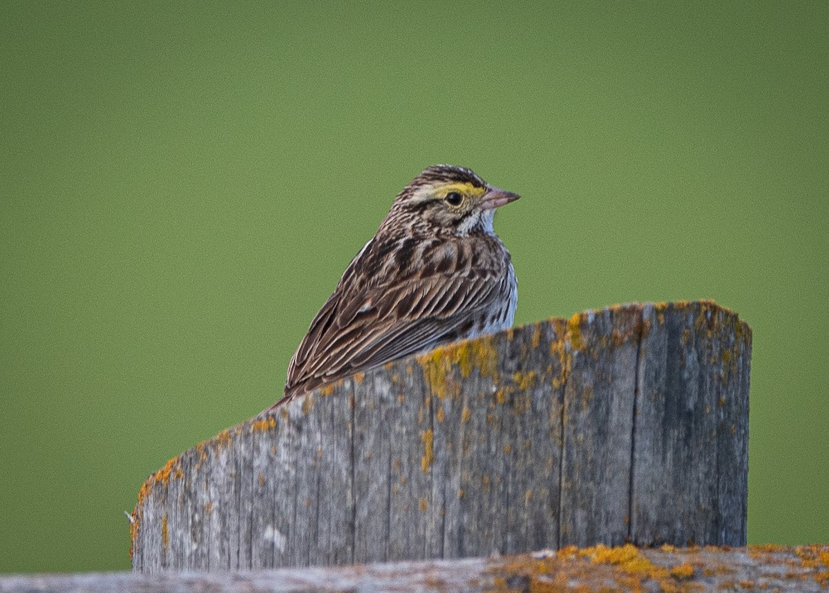 Savannah Sparrow - ML619930247