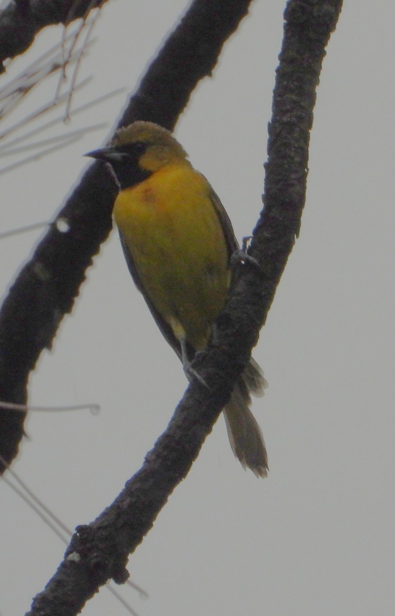 Orchard Oriole - ML619930254