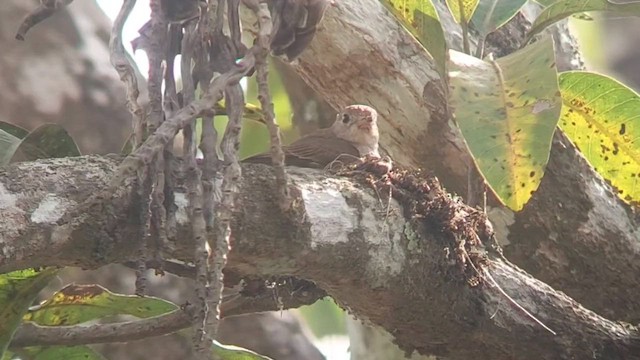 Asian Brown Flycatcher - ML619930259