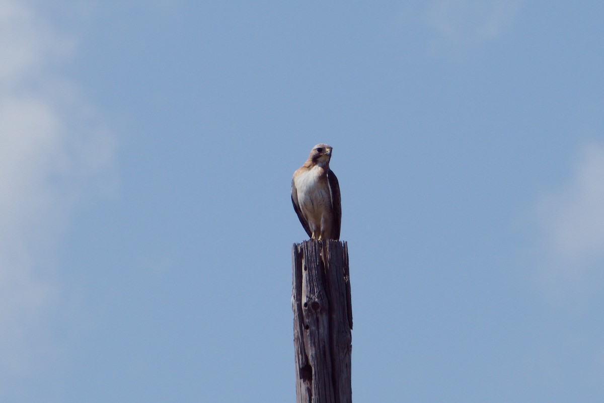 Red-tailed Hawk - Scott Harris