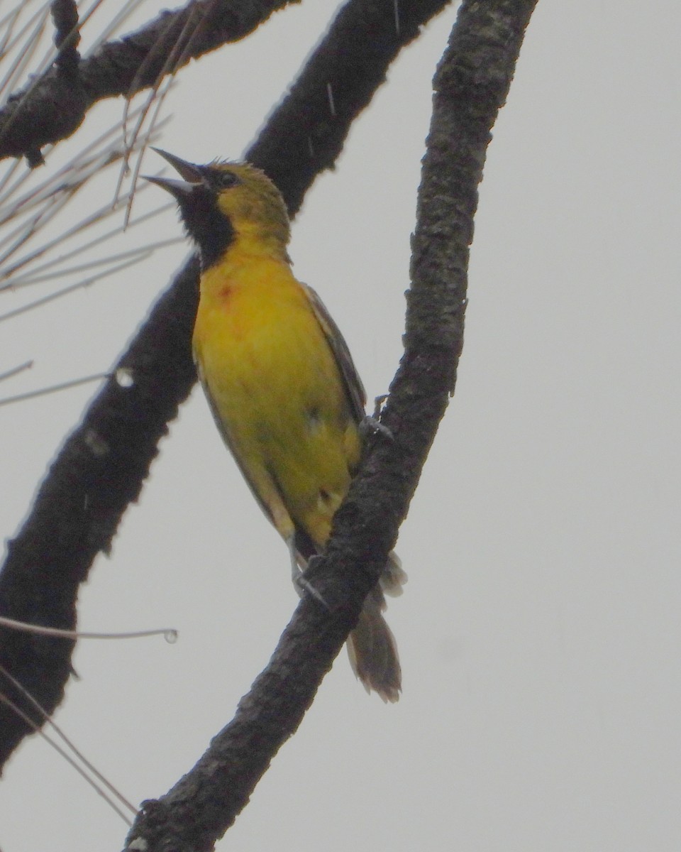 Orchard Oriole - ML619930280