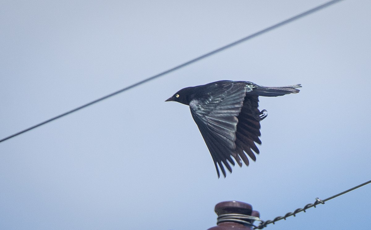 Brewer's Blackbird - ML619930299