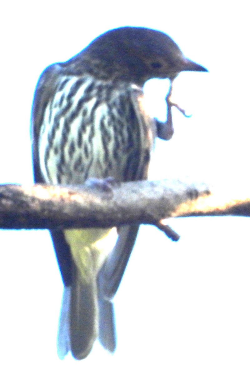 Australasian Figbird - ML619930307