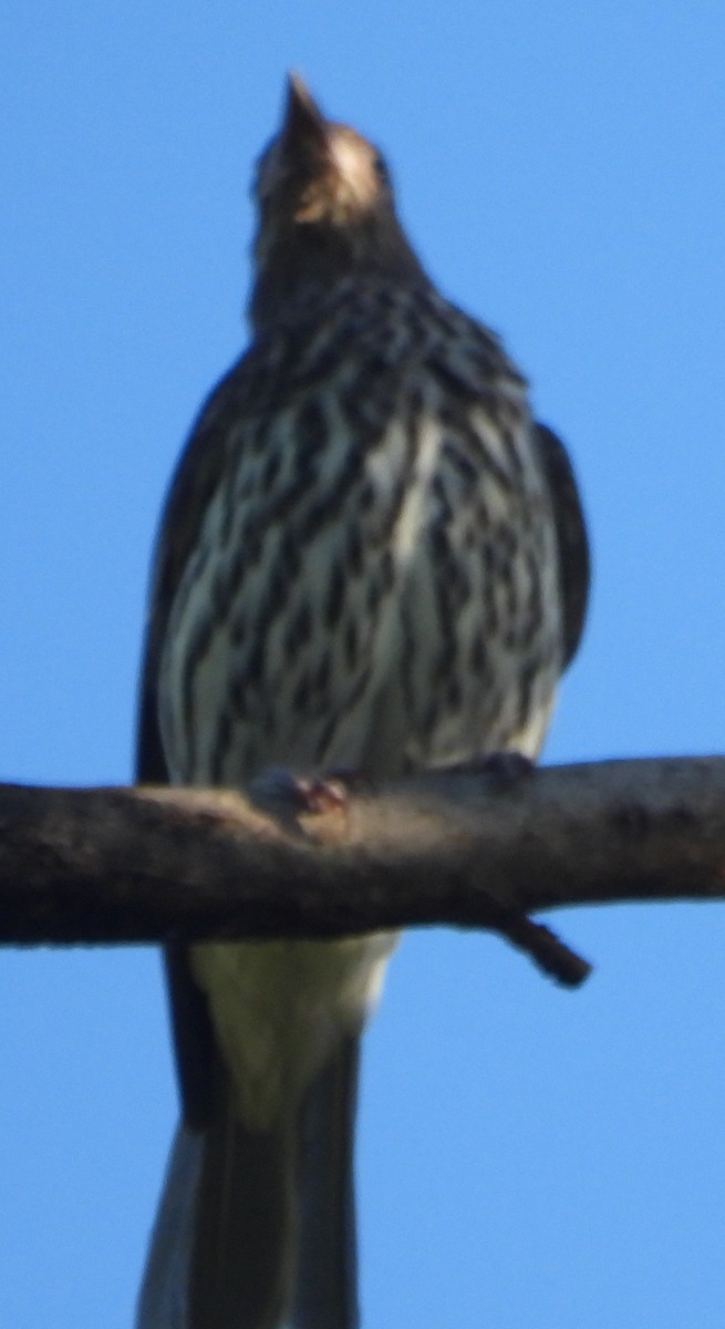 Australasian Figbird - ML619930308