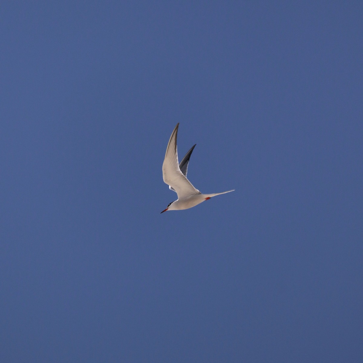 Common Tern - ML619930331