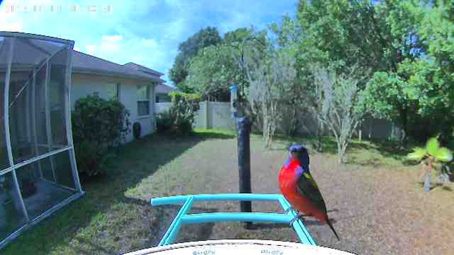 Painted Bunting - ML619930349