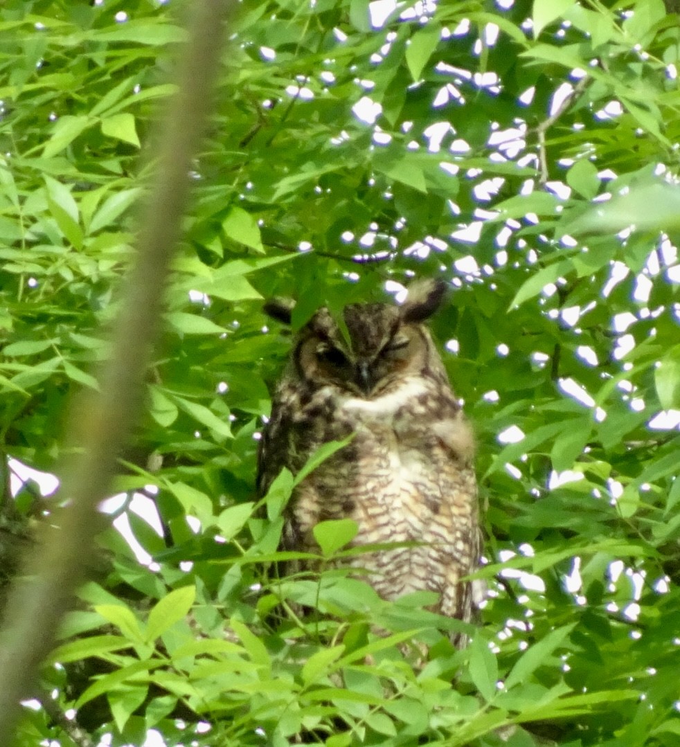 Great Horned Owl - ML619930355