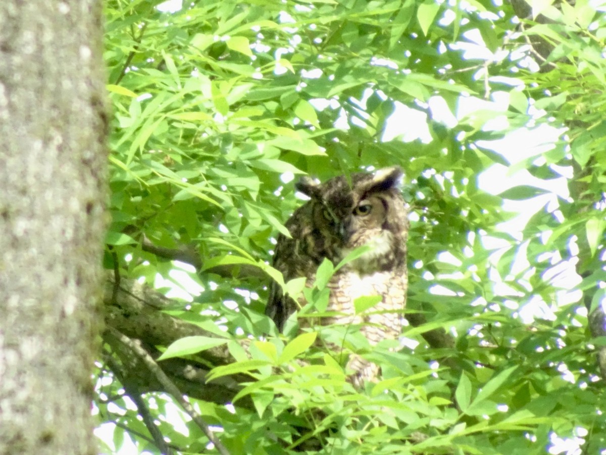 Great Horned Owl - ML619930356