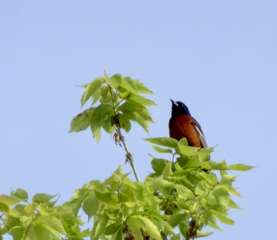 Orchard Oriole - ML619930367