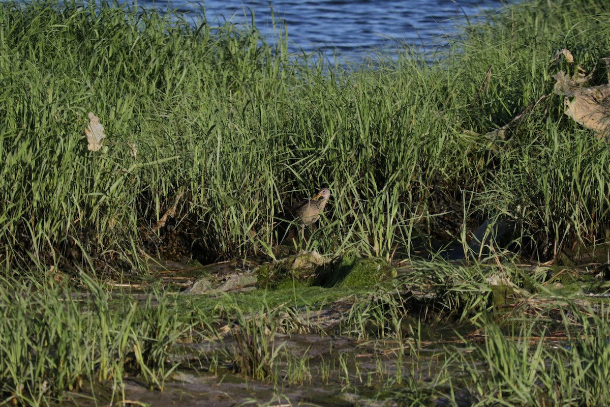 Clapper Rail - ML619930376