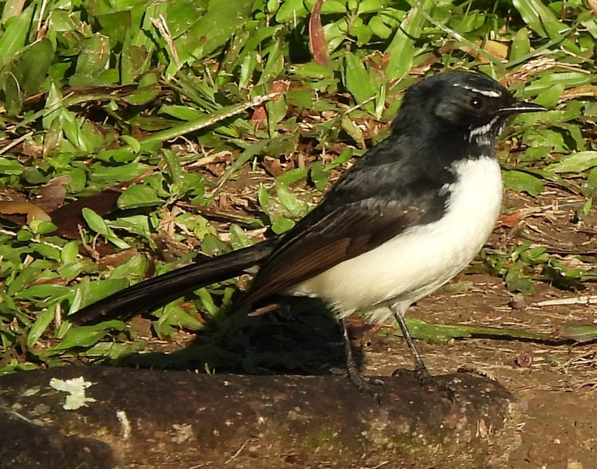 Willie-wagtail - ML619930381
