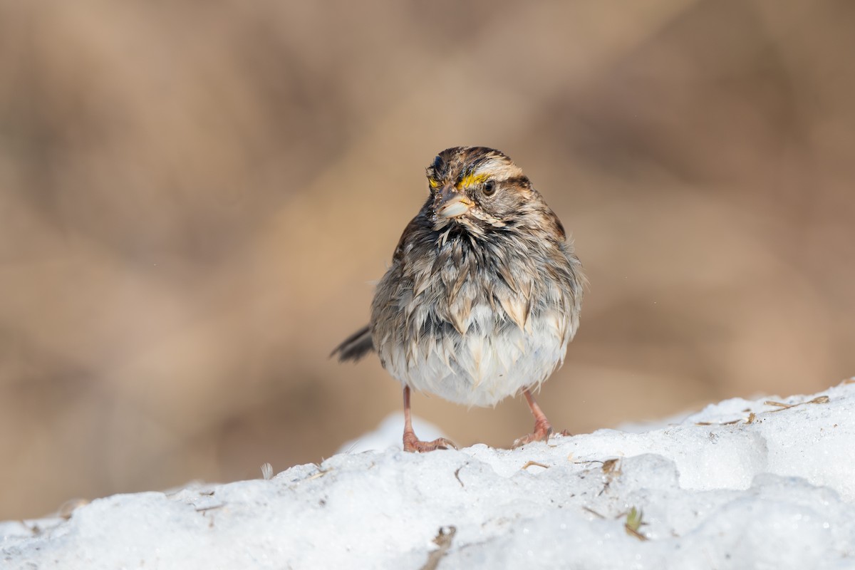White-throated Sparrow - ML619930390