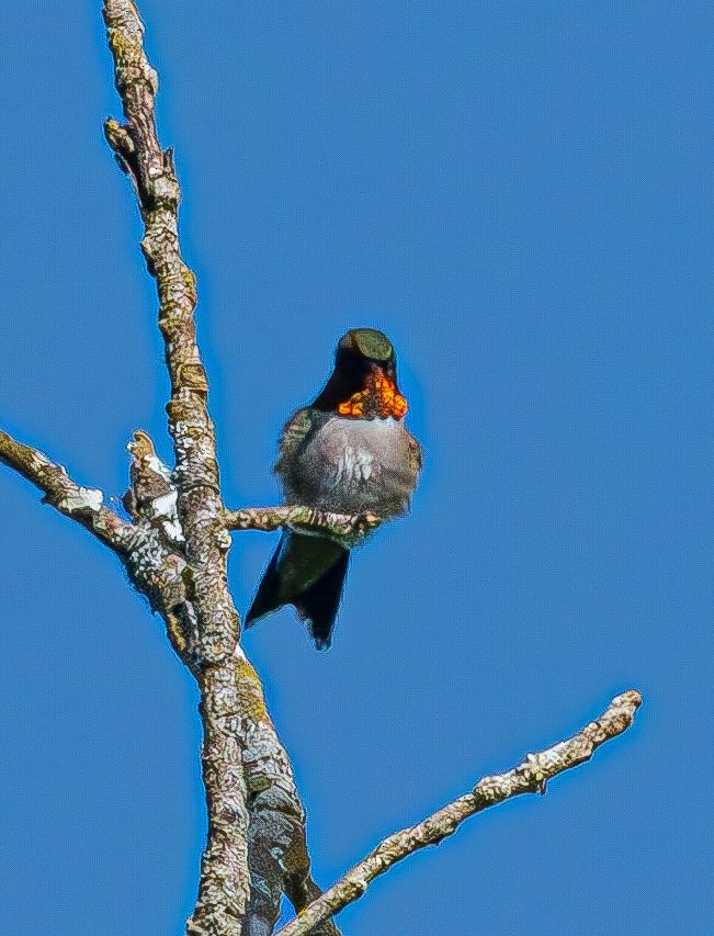 Ruby-throated Hummingbird - ML619930392
