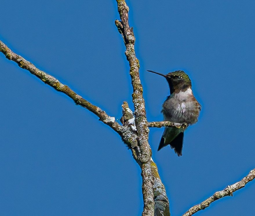 Ruby-throated Hummingbird - ML619930394