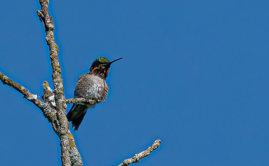 Ruby-throated Hummingbird - ML619930396