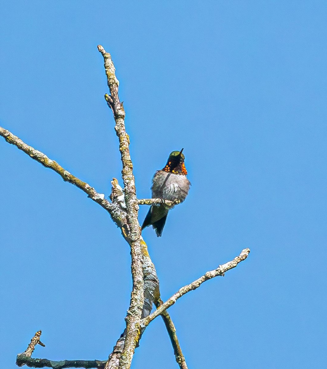 Ruby-throated Hummingbird - ML619930398