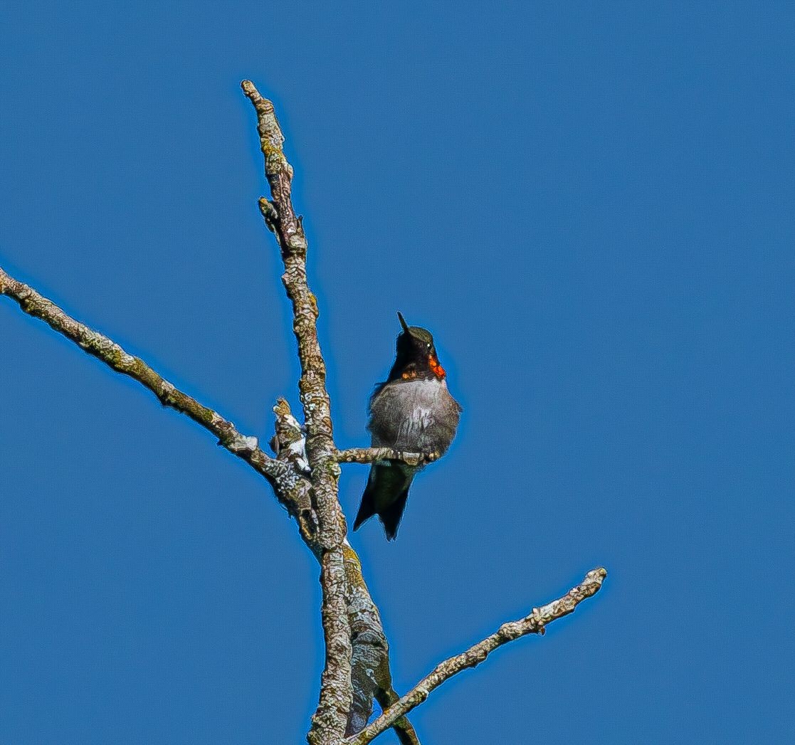 Colibri à gorge rubis - ML619930399