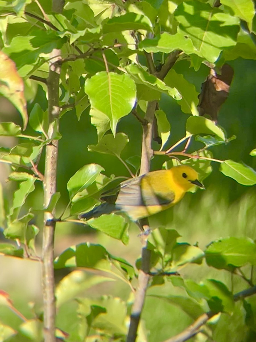 Prothonotary Warbler - ML619930405