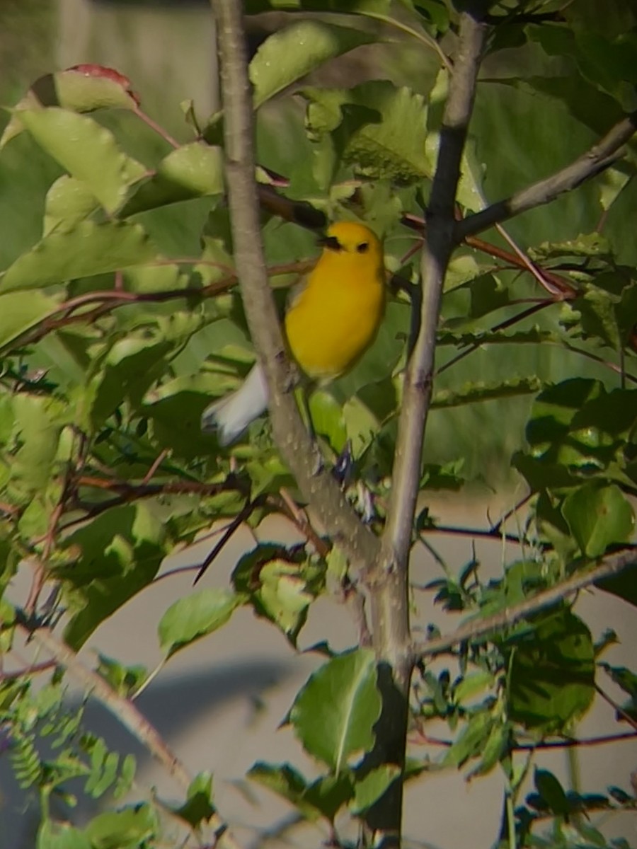 Prothonotary Warbler - ML619930406