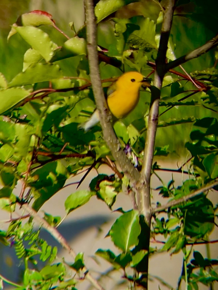 Prothonotary Warbler - ML619930407