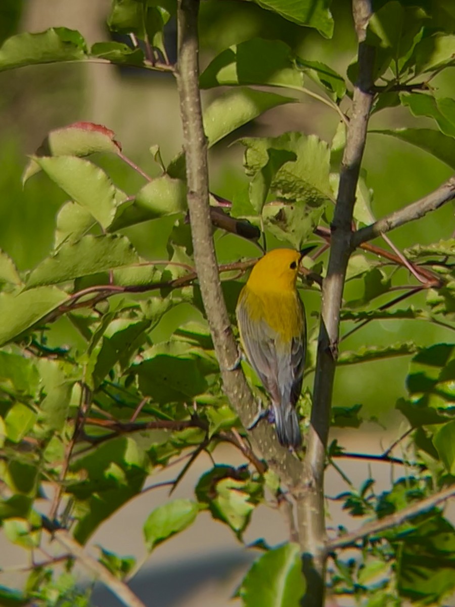 Prothonotary Warbler - ML619930408