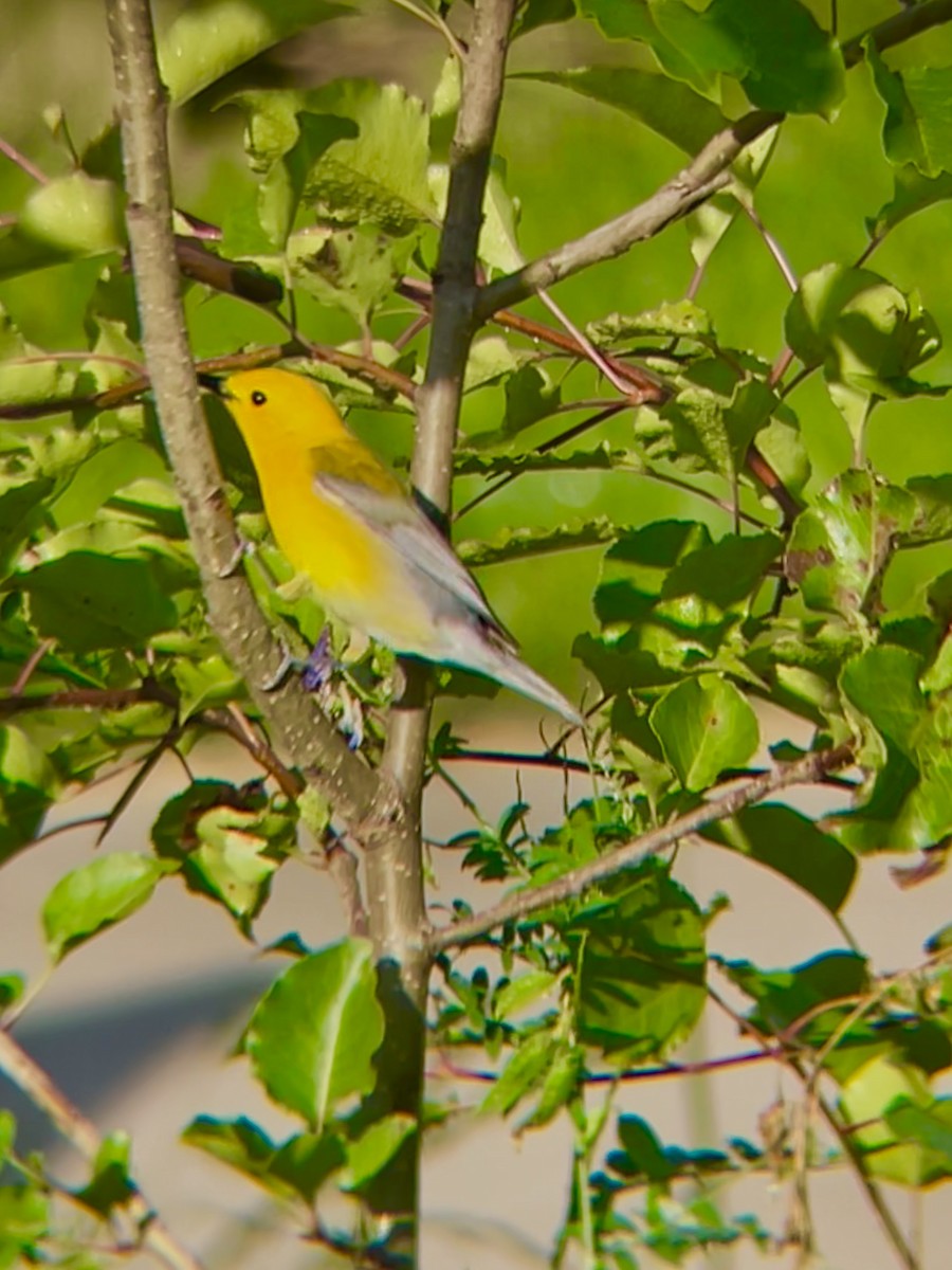 Prothonotary Warbler - ML619930409