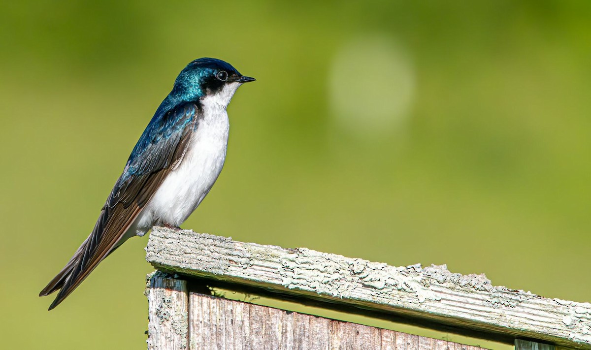 Golondrina Bicolor - ML619930414