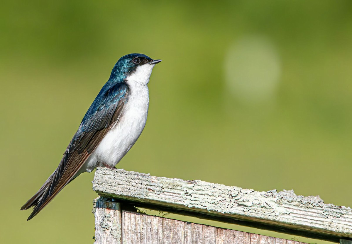 Golondrina Bicolor - ML619930415