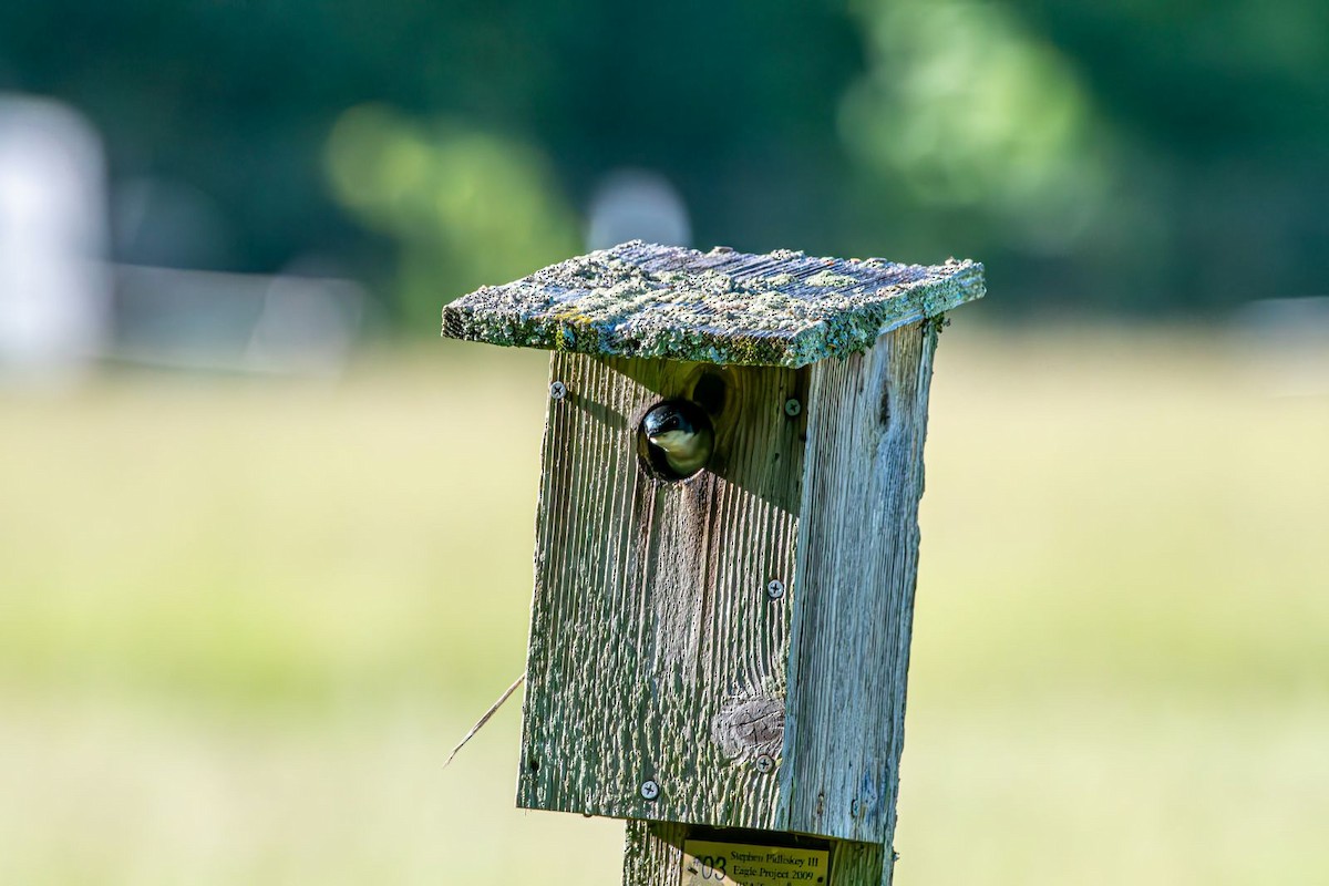 Tree Swallow - ML619930416