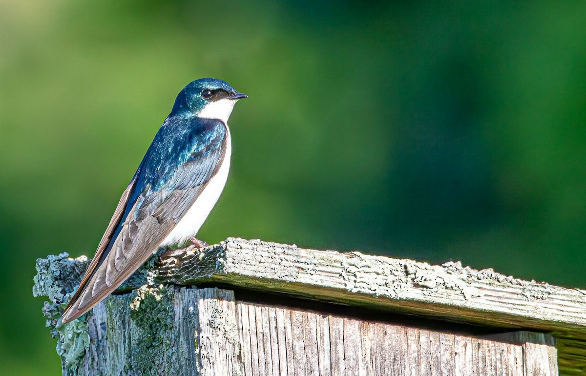 Tree Swallow - ML619930420