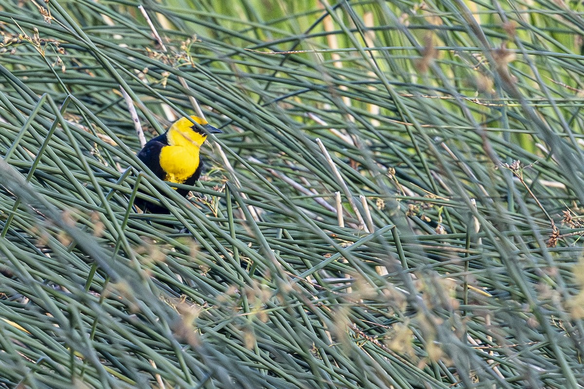 Yellow-headed Blackbird - ML619930429