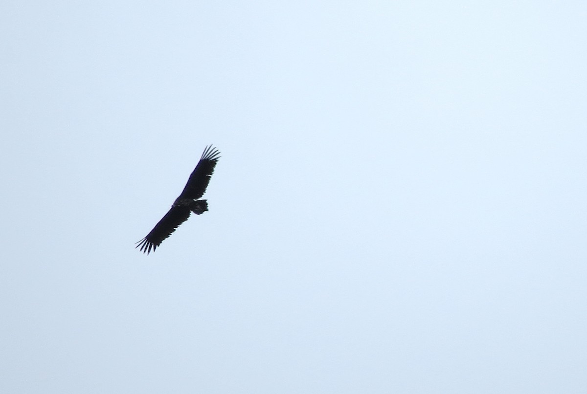 Cinereous Vulture - ML619930430