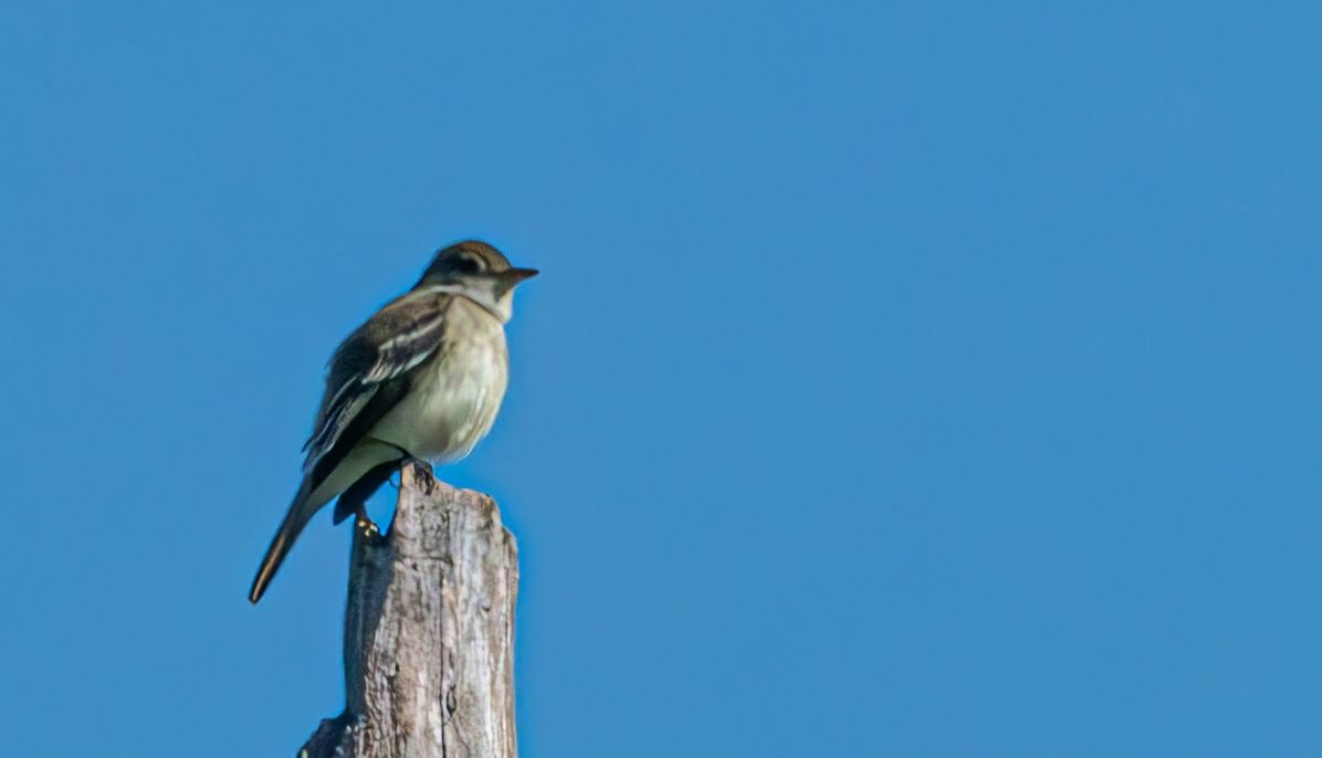 Willow Flycatcher - ML619930448